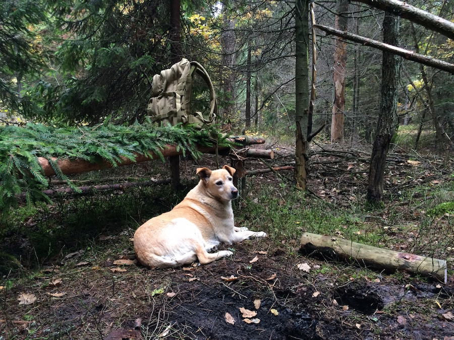 Dog in bushcraft camp