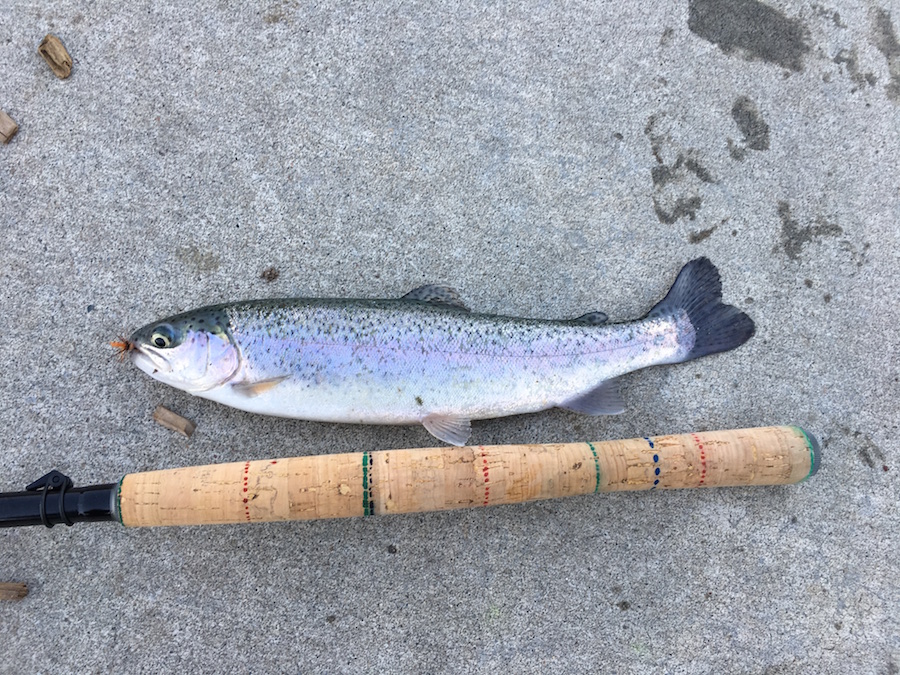Tenkara Rainbow trout